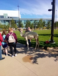  Maverick the Camel from Scatter Joy Acres at Gene Leahy Mall 